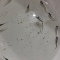 🔷幹之みゆき🔷稚魚幼魚　　8匹の画像