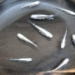 🔷幹之みゆき🔷稚魚幼魚　　8匹の画像