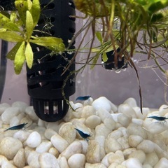 熱帯魚　ブルービーシュリンプの画像