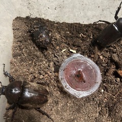 カブトムシ 産卵セットの画像