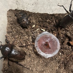 カブトムシ 産卵セットの画像