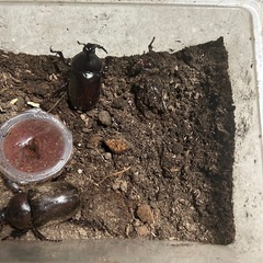 カブトムシ 産卵セットの画像