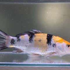 1歳くらいの鯉さんの画像