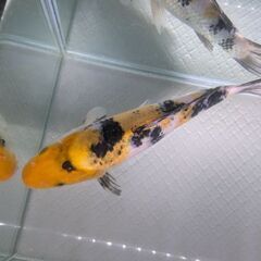 1歳くらいの鯉さんの画像
