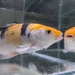 1歳くらいの鯉さんの画像