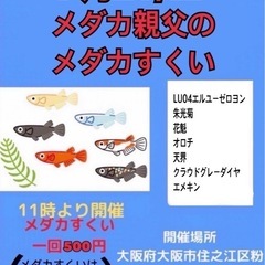 メダカ販売、メダカ救いイベント