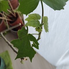 酔芙蓉の画像