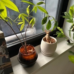 観葉植物パキラとおまけ2点付きの画像