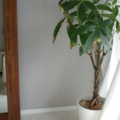 観葉植物パキラとおまけ2点付きの画像