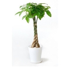 観葉植物パキラとおまけ2点付きの画像