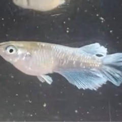 【めだか】エメキン　若魚　①の画像