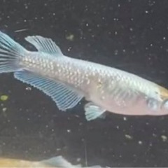 【めだか】エメキン　若魚　①の画像