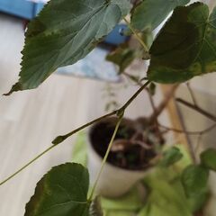西洋菩提樹　リンデンの画像
