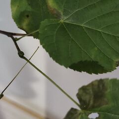 西洋菩提樹　リンデンの画像