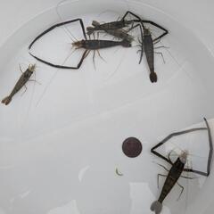 🌱【手長エビ】🌈６匹セット👍の画像