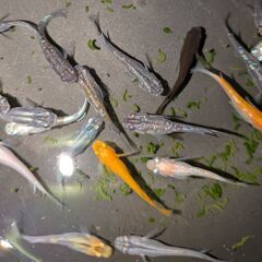 ●　２３４　メダカ　２０匹～２５匹　ラメ　２色　オロチ　他　めだかの画像