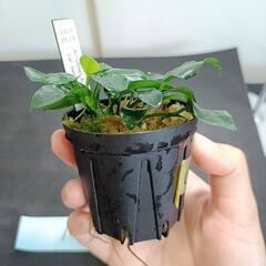 【水槽関連】アヌビアス　ペッチー①の画像