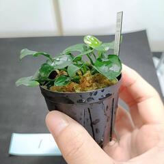 【水槽関連】アヌビアス　ペッチー①の画像