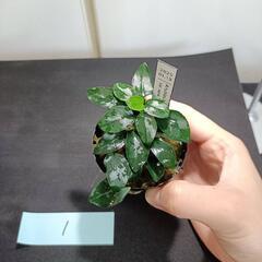 【水槽関連】アヌビアス　ペッチー①の画像