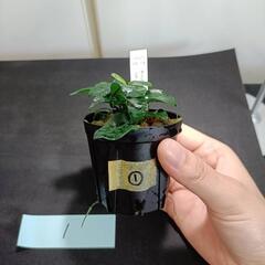 【水槽関連】アヌビアス　ペッチー①の画像