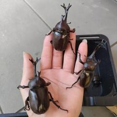 国産WILDカブトムシ☆3ペア☆計6匹☆の画像