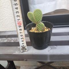 バニーカクタスの画像