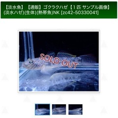 ゴクラクハゼ
の画像