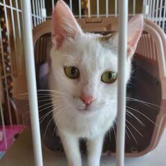 生後半年位の白猫姉妹二匹