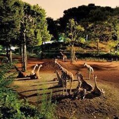 40・50代 ナイト動物園♪ ～1人参加～【多摩】💖
