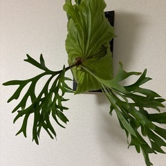 観葉植物ビカクシダキッチャクードの画像