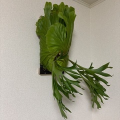 観葉植物ビカクシダキッチャクードの画像