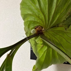 観葉植物ビカクシダキッチャクードの画像