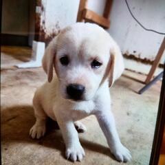 可愛い雑種の仔犬