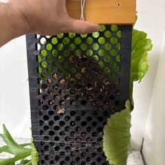 観葉植物ビカクシダキッチャクードの画像
