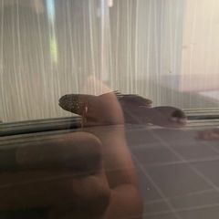 ヌマチチブの画像