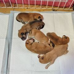 2025.07.21 産まれた子犬です。