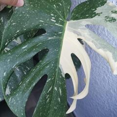 モンステラ　斑入り　観葉植物の画像