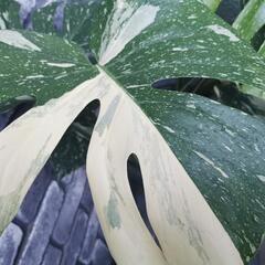 モンステラ　斑入り　観葉植物の画像