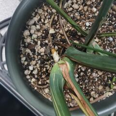 モンステラ　斑入り　観葉植物の画像