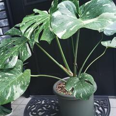 モンステラ　斑入り　観葉植物の画像