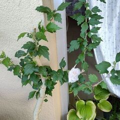 ムクゲ　ピンク色八重花種の画像