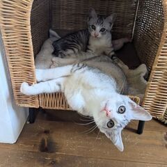 ゴロゴロ甘え上手なイケ猫、サバシロ君です