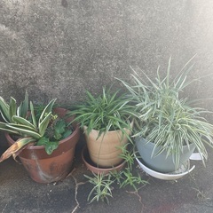受け渡し決まりました　観葉植物の画像