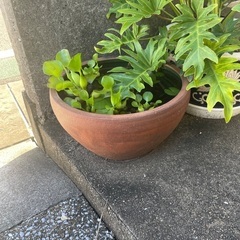 受け渡し決まりました　観葉植物の画像