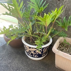 受け渡し決まりました　観葉植物の画像