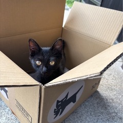 黒猫ちゃん
