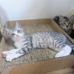 華奢で小顔なサバシロ美人猫ちゃんです