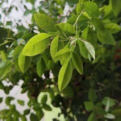 江戸萩の画像