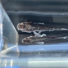 ミッドナイトフリル体外光タイプめだか⭐︎メダカの画像
