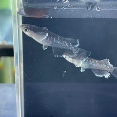 ミッドナイトフリル体外光タイプめだか⭐︎メダカの画像